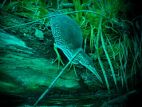 20060430_Groene reiger_Amsterdam_09